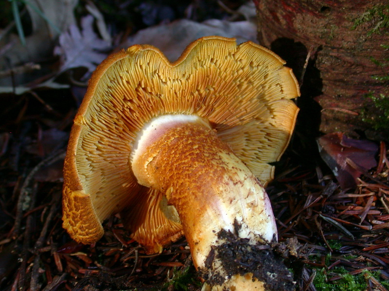 Escursione  in terra di Siena